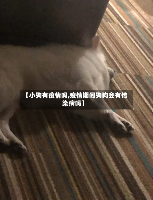 【小狗有疫情吗,疫情期间狗狗会有传染病吗】-第2张图片