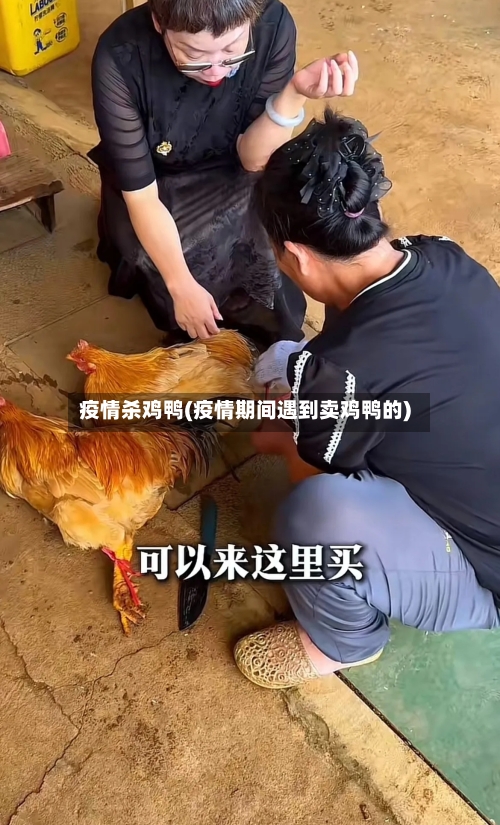 疫情杀鸡鸭(疫情期间遇到卖鸡鸭的)-第2张图片