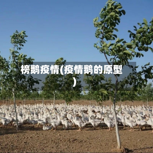 榜鹅疫情(疫情鹅的原型)