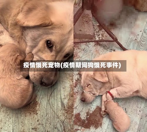 疫情饿死宠物(疫情期间狗饿死事件)