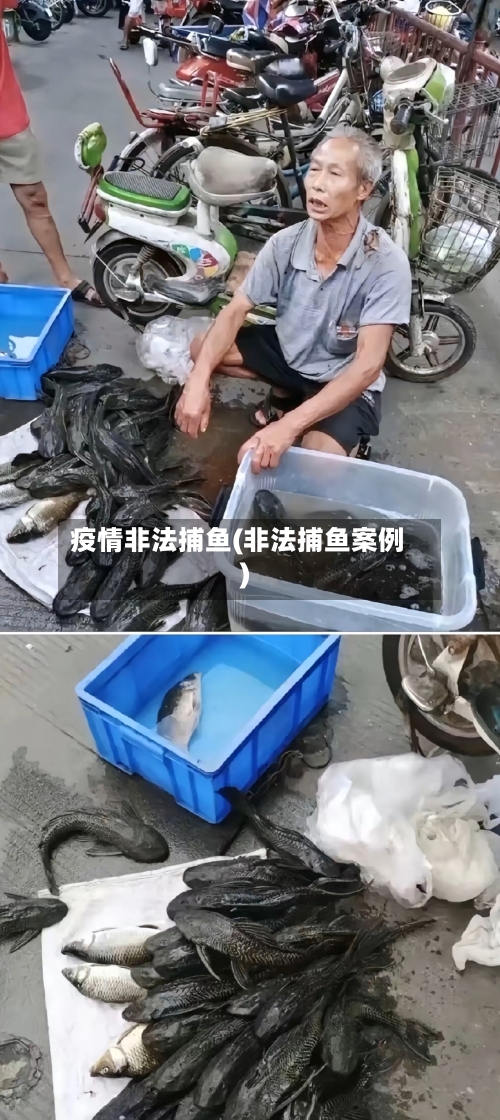 疫情非法捕鱼(非法捕鱼案例)