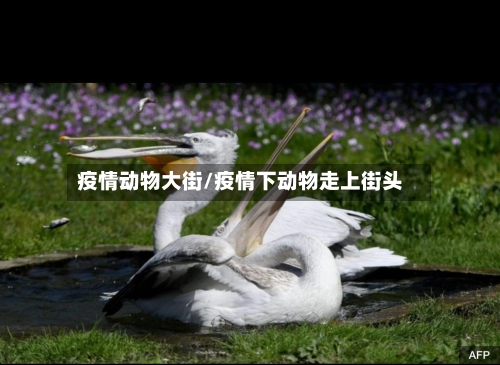 疫情动物大街/疫情下动物走上街头