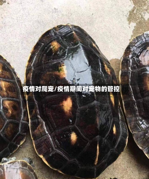 疫情对爬宠/疫情期间对宠物的管控