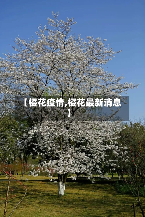 【樱花疫情,樱花最新消息】