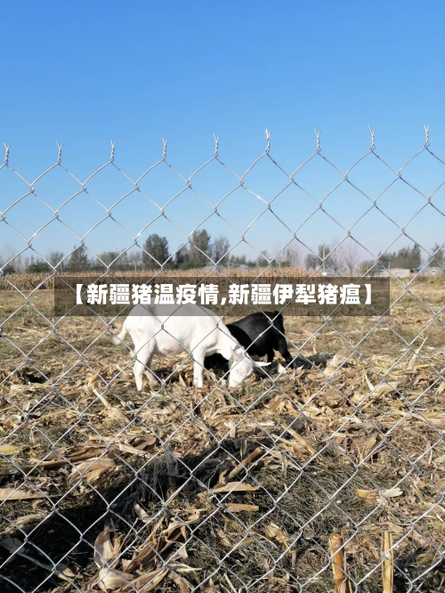 【新疆猪温疫情,新疆伊犁猪瘟】-第2张图片