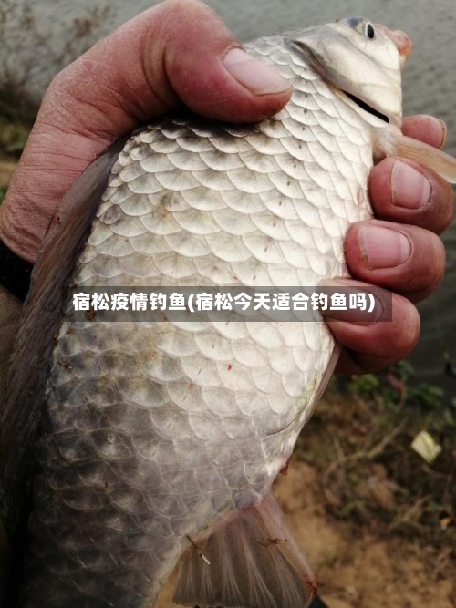 宿松疫情钓鱼(宿松今天适合钓鱼吗)